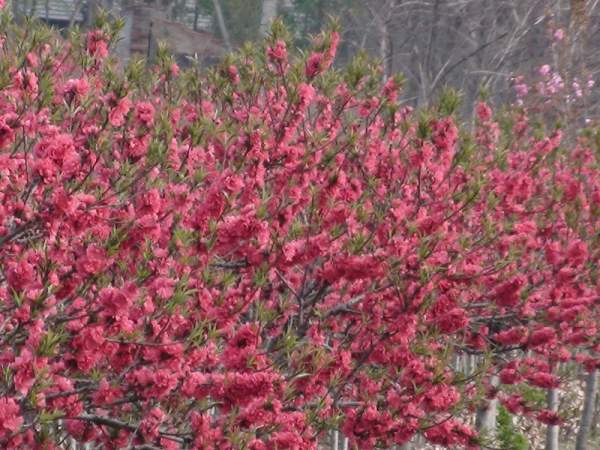 沭陽(yáng)紅葉碧桃樹(shù)