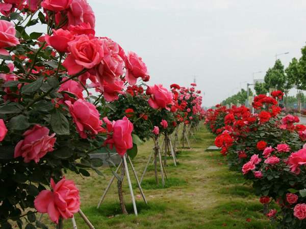 月季樹(shù)狀月季花基地