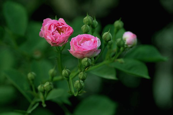 哪里有薔薇花苗賣？薔薇花苗批發(fā)