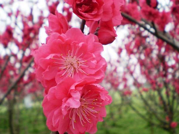 紅梅花一般什么時(shí)候開花？