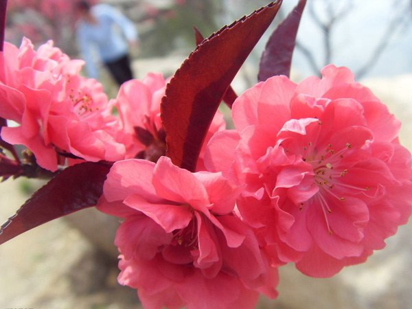 紅葉碧桃花期有多長，幾月份開花？