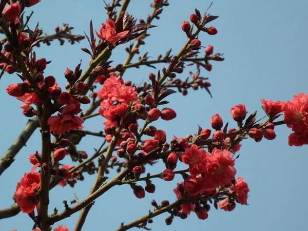 紅葉碧桃花期有多長，幾月份開花？