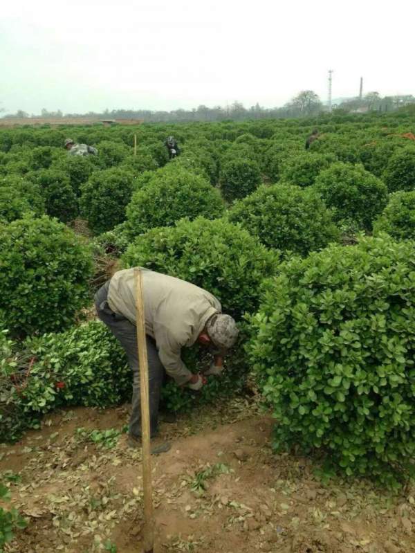 江蘇大葉黃楊