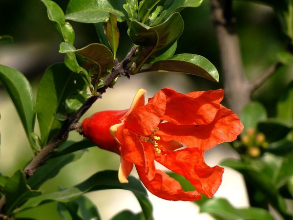 花石榴的花期、果期是什么時候