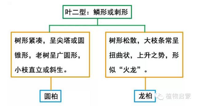 圓柏、刺柏、側(cè)柏、柏木以及龍柏的簡易識別法