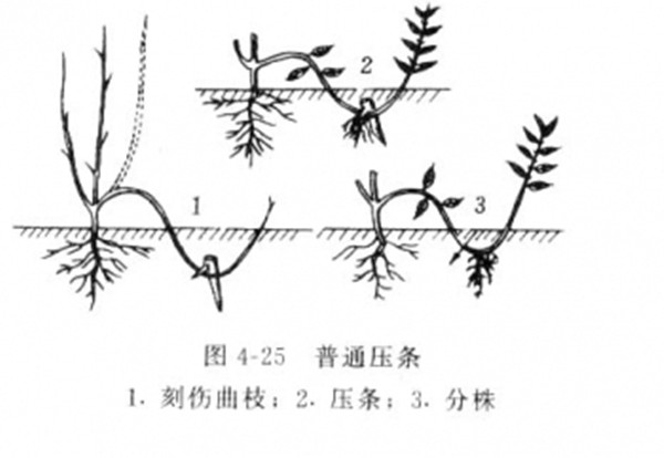 壓條分株繁殖--長景園林