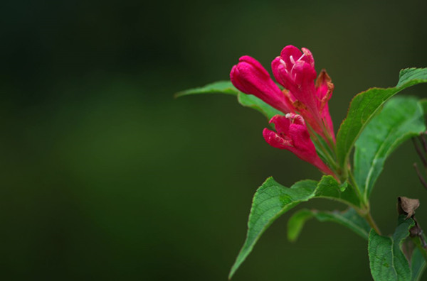 紅王子錦帶花--長(zhǎng)景園林