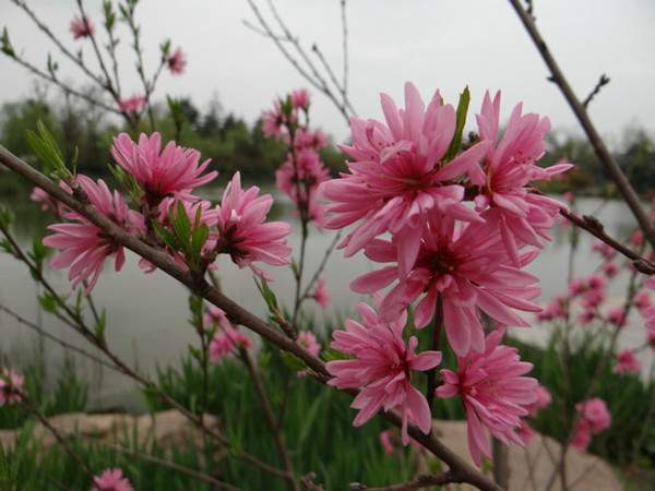 菊花碧桃--長(zhǎng)景園林