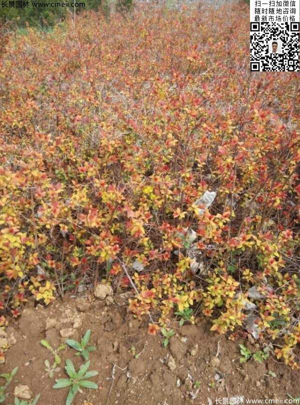 粉花繡線菊基地圖片