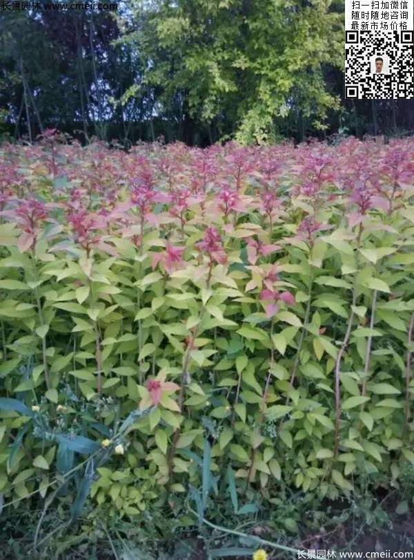 金焰繡線(xiàn)菊基地圖片