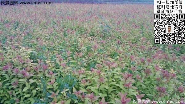 金焰繡線(xiàn)菊基地圖片