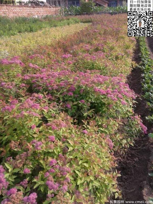 金焰繡線(xiàn)菊基地圖片