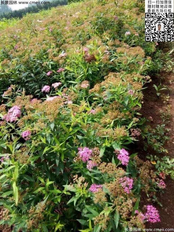 金焰繡線(xiàn)菊基地圖片