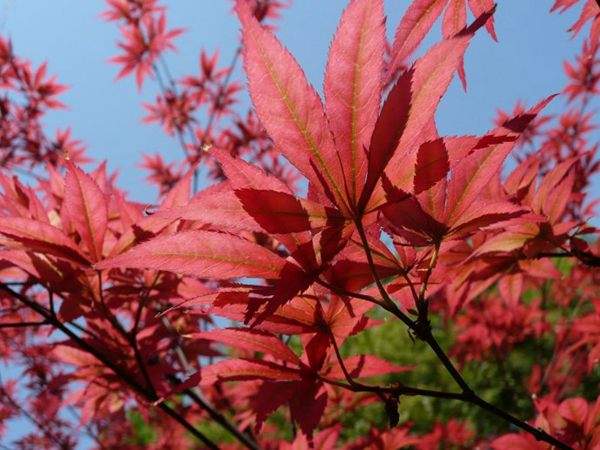 紅楓作衫，白楊為裙，美的傾國傾城！