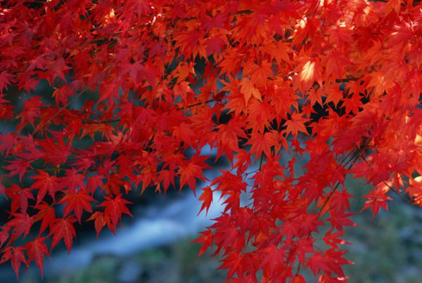 紅楓作衫，白楊為裙，美的傾國傾城！