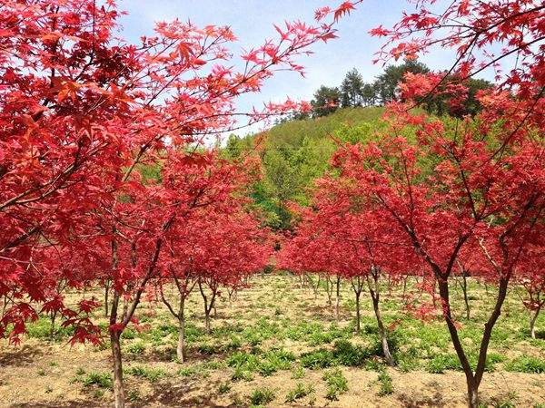 “顏值爆表”的日本紅楓，不是想看就能看！