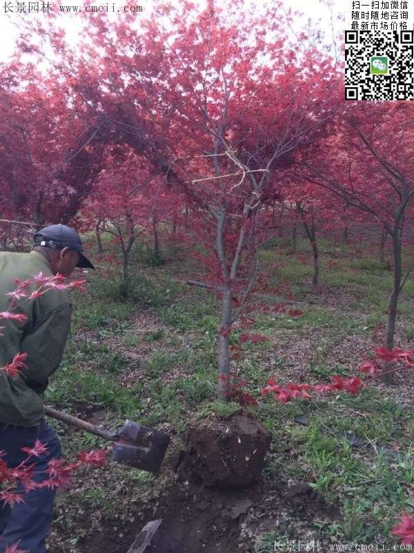 紅楓基地里的紅楓