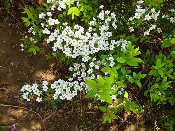 李葉繡線菊