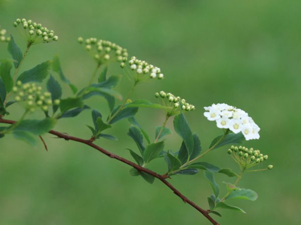 菱葉繡線菊