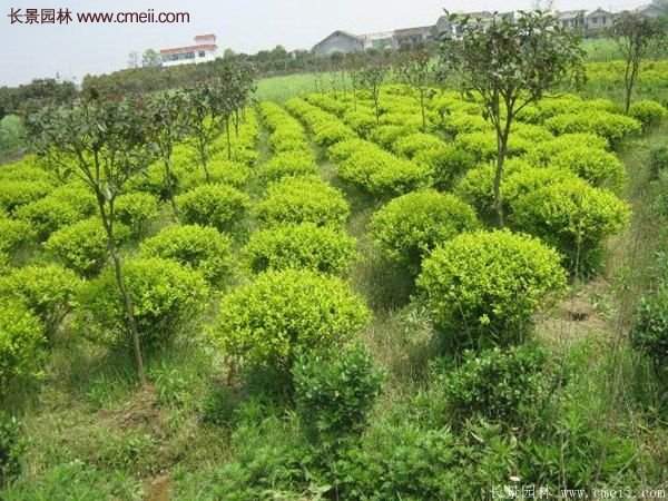 沭陽(yáng)金葉女貞球