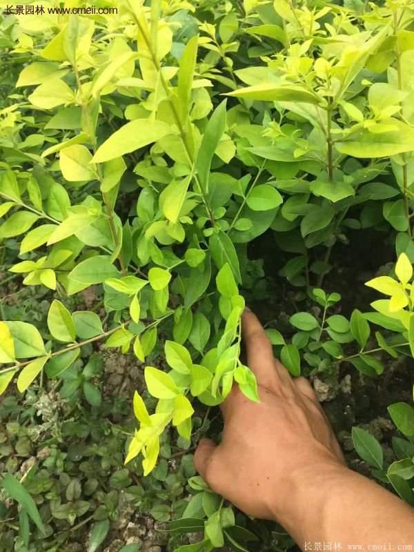 沭陽基地的金葉女貞