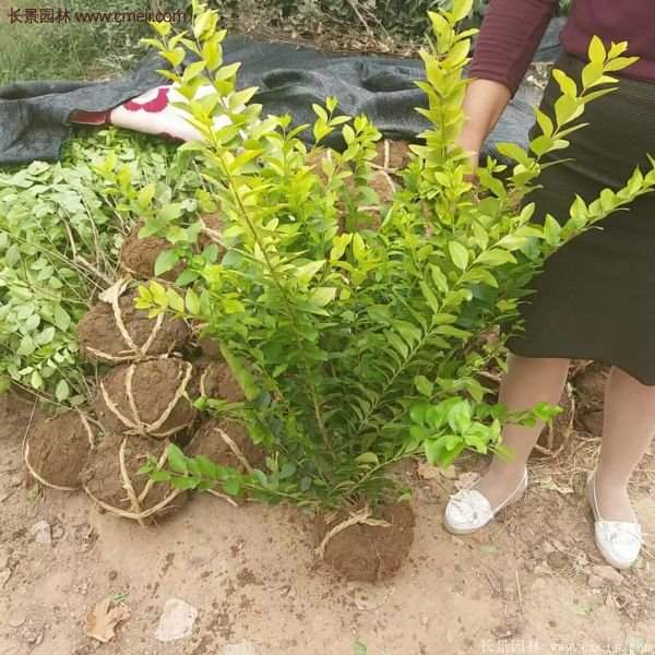 沭陽金葉女貞