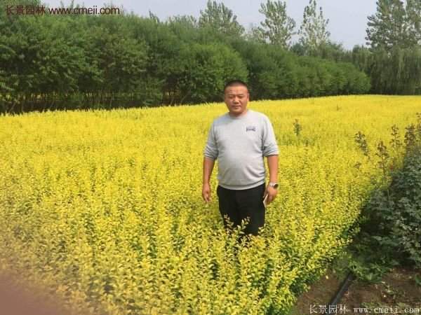 沭陽基地的金葉女貞