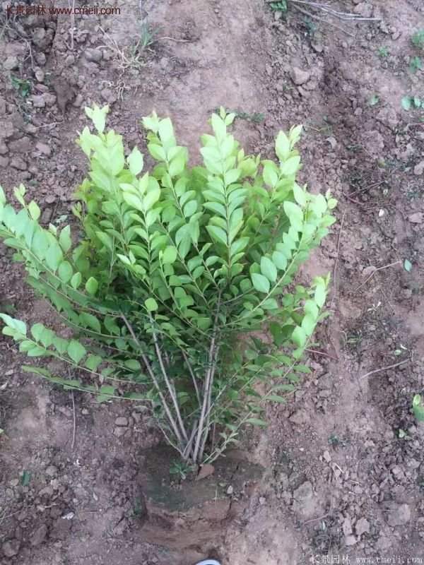 沭陽(yáng)基地的金葉女貞