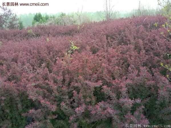 沭陽(yáng)的紅葉小檗基地