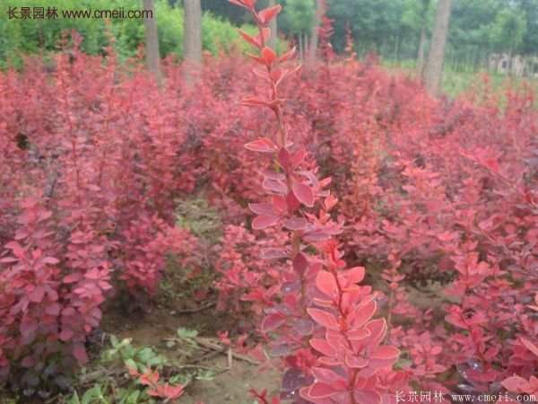 沭陽基地的紅葉小檗苗、紅葉小檗球