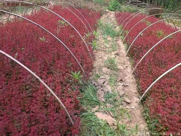 沭陽基地的紅葉小檗苗、紅葉小檗球