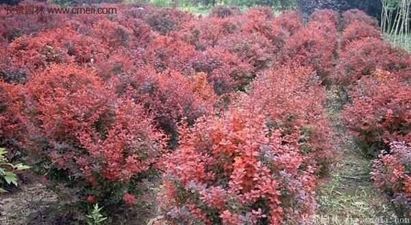 沭陽基地的紅葉小檗苗、紅葉小檗球