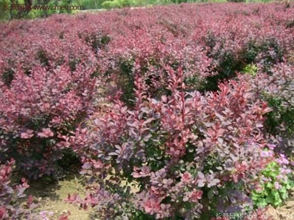 沭陽基地的紅葉小檗