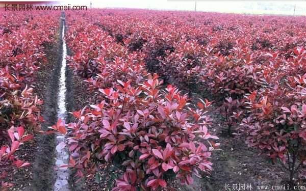 沭陽紅葉石楠基地