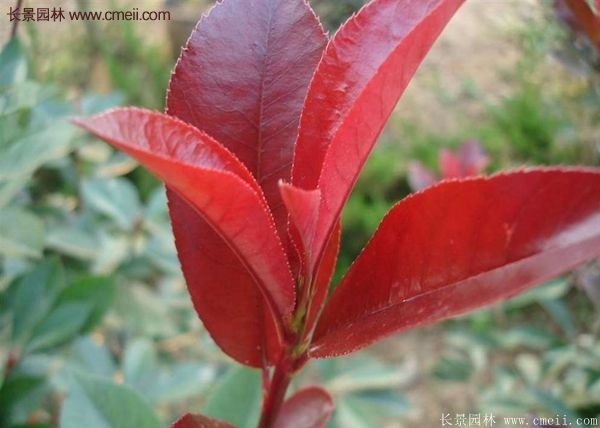 沭陽(yáng)紅葉石楠基地小苗