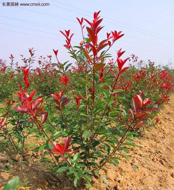 沭陽(yáng)紅葉石楠基地小苗