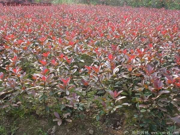 沭陽(yáng)紅葉石楠基地小苗