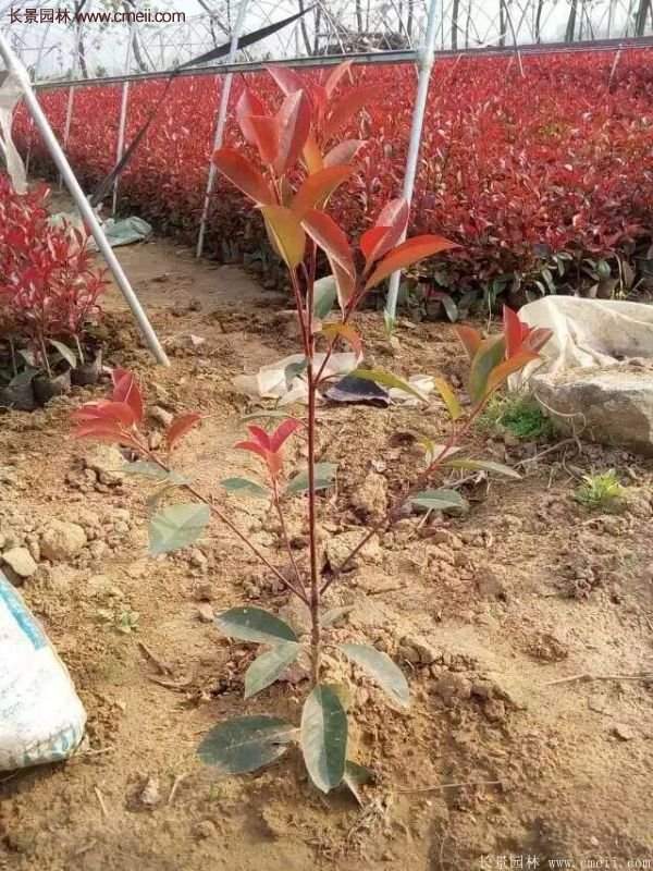 沭陽基地的紅葉石楠苗