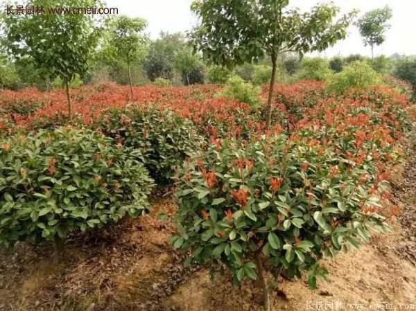 沭陽(yáng)基地的紅葉石楠