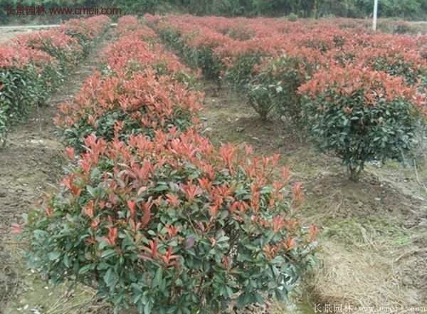 沭陽紅葉石楠基地