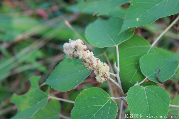 紅葉烏桕圖片紅葉烏桕基地實拍