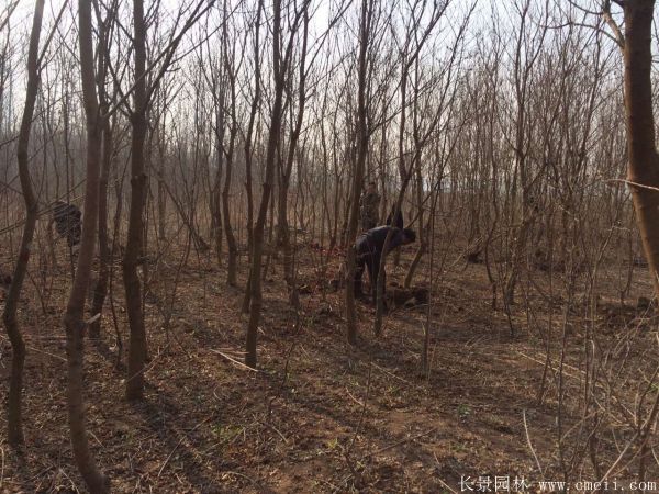 紅葉烏桕圖片紅葉烏桕基地實(shí)拍