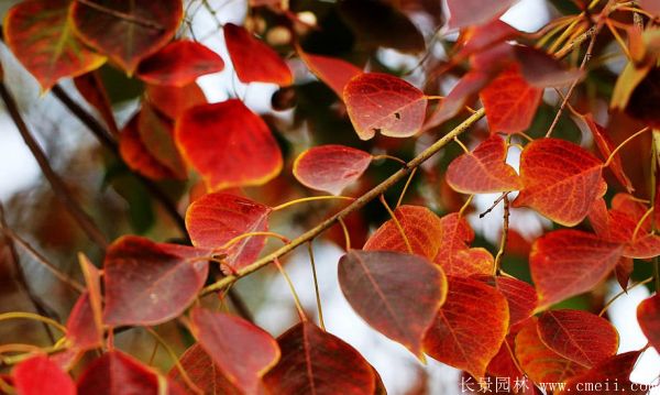 紅烏桕圖片紅烏桕基地實(shí)拍