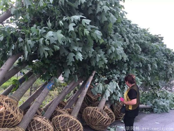 馬褂木圖片馬褂木基地實(shí)拍