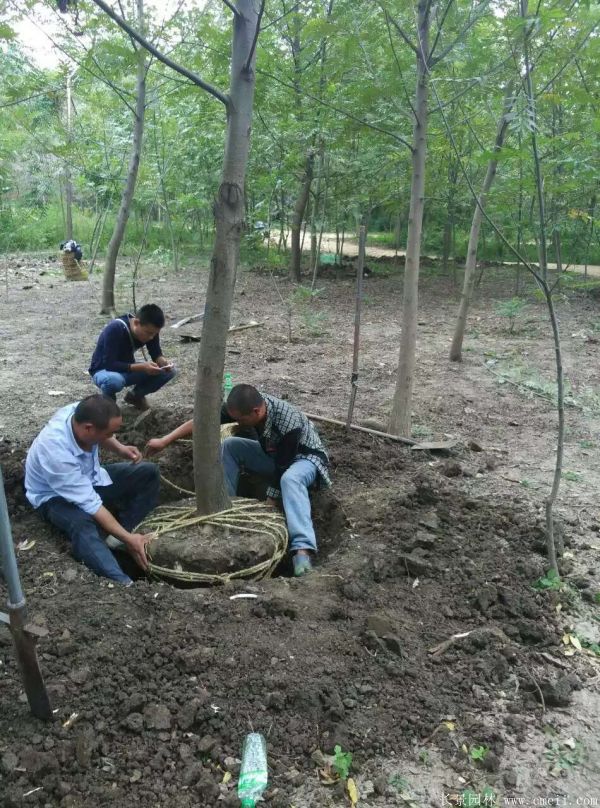 楓楊圖片楓楊樹基地實拍