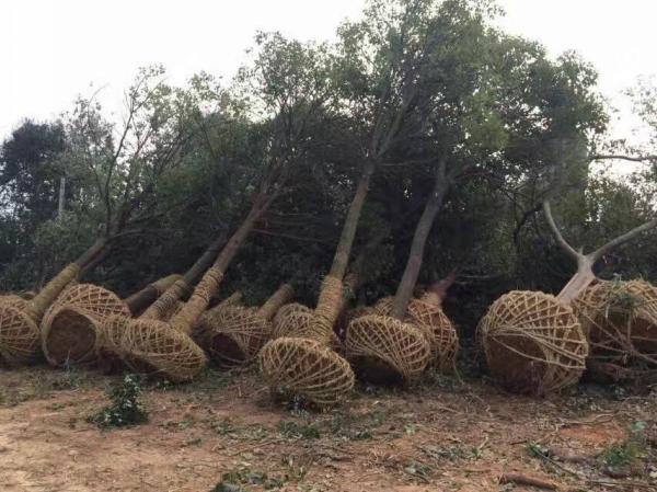 香樟樹圖片香樟樹基地實(shí)拍