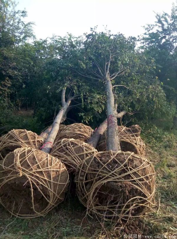 樸樹圖片樸樹基地實拍