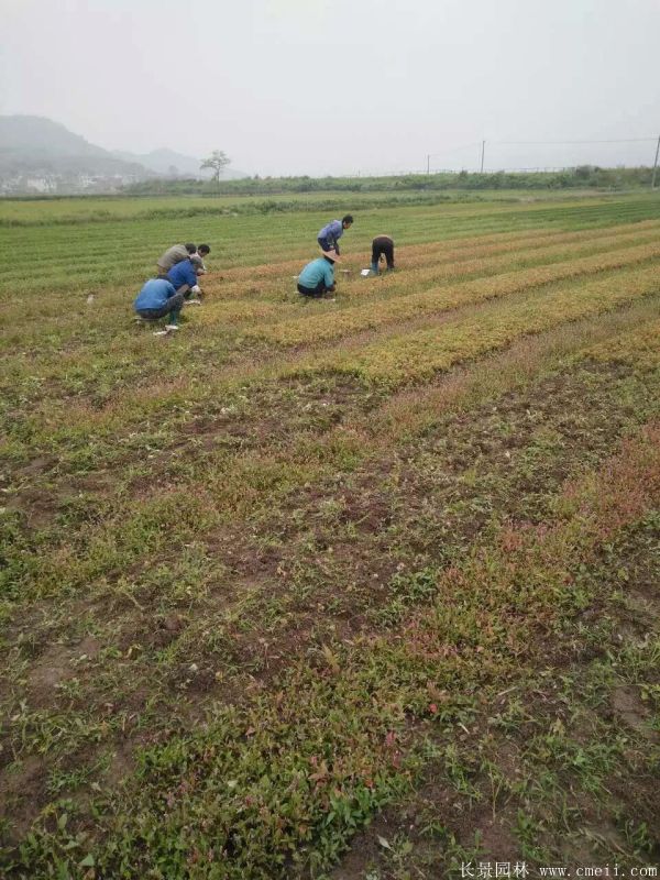 青楓圖片青楓基地實拍