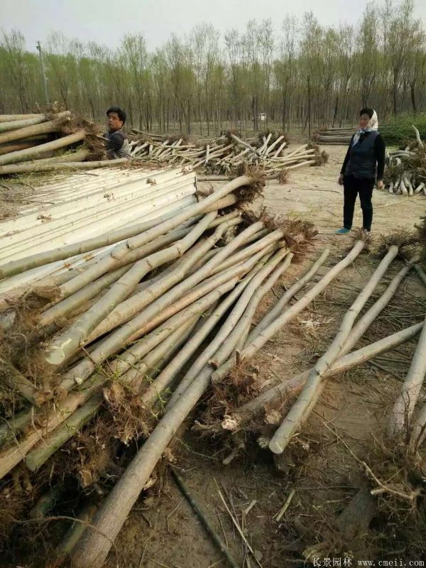 青皮垂柳圖片青皮垂柳基地實(shí)拍