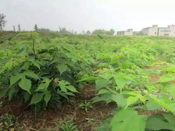 茍樹圖片茍樹基地實拍